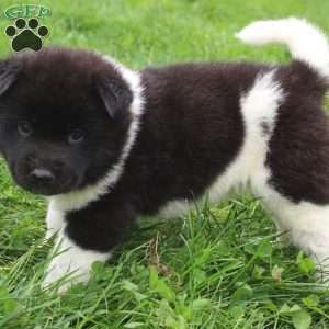 AKC Bear, Akita Puppy